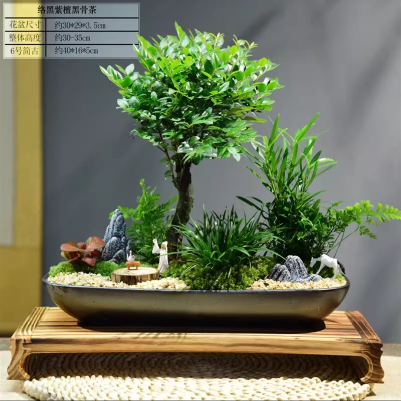 黑骨茶小叶紫檀盆栽室内客厅好养绿植盆景办公室桌面植物装饰