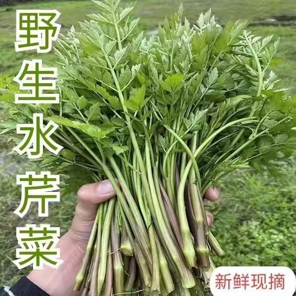 现摘水芹菜野生水芹菜江西农家蔬菜野芹菜山芹菜小叶芹蕲菜富贵菜