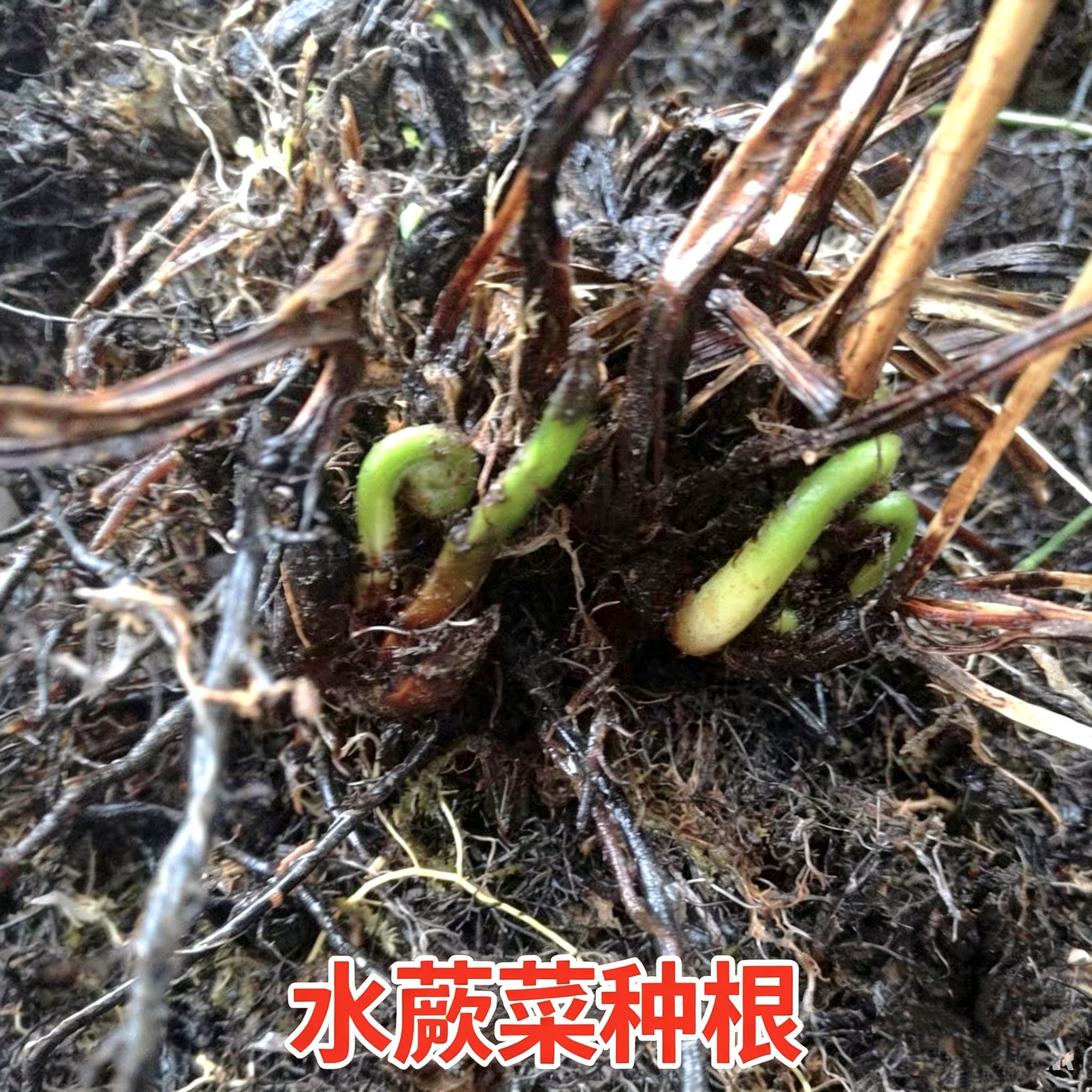新鲜现挖野生猫爪子山野菜唐松菜刺嫩芽蕨菜水蕨菜种根包邮