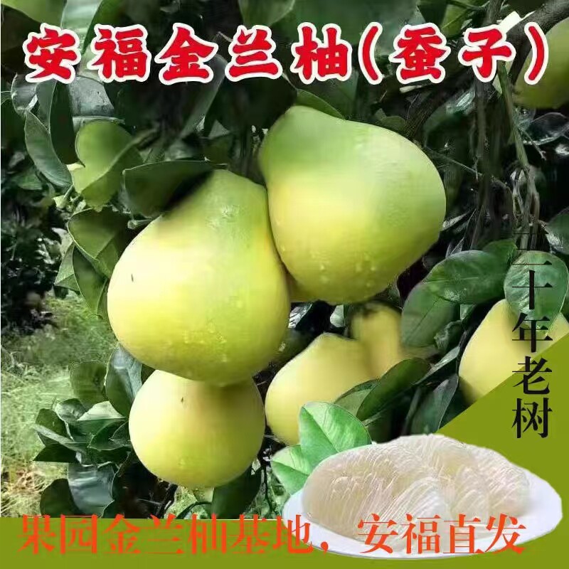 安福金兰柚蚕子井冈蜜柚脆甜多汁新鲜水果冰糖柚江西柚子非红心柚