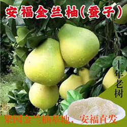 安福金兰柚蚕子井冈蜜柚脆甜多汁新鲜水果冰糖柚江西柚子非红心柚