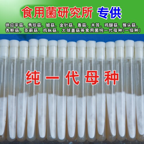木耳香菇灵芝试管母种一级菌种