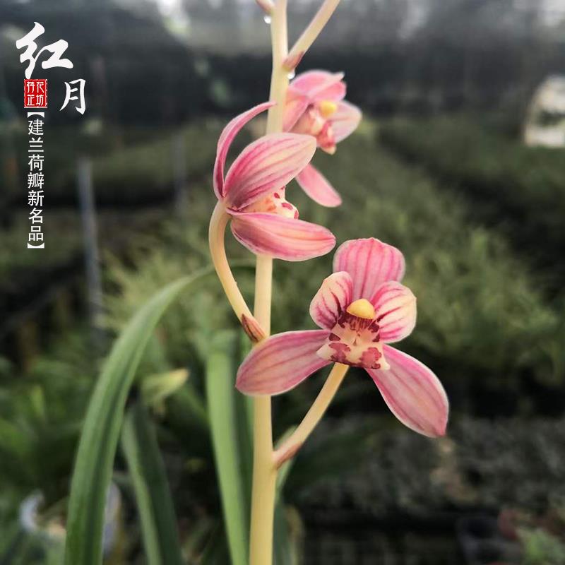 建兰新品种红月四夏季兰花苗带花苞客厅阳台窗台花卉植物盆栽浓香