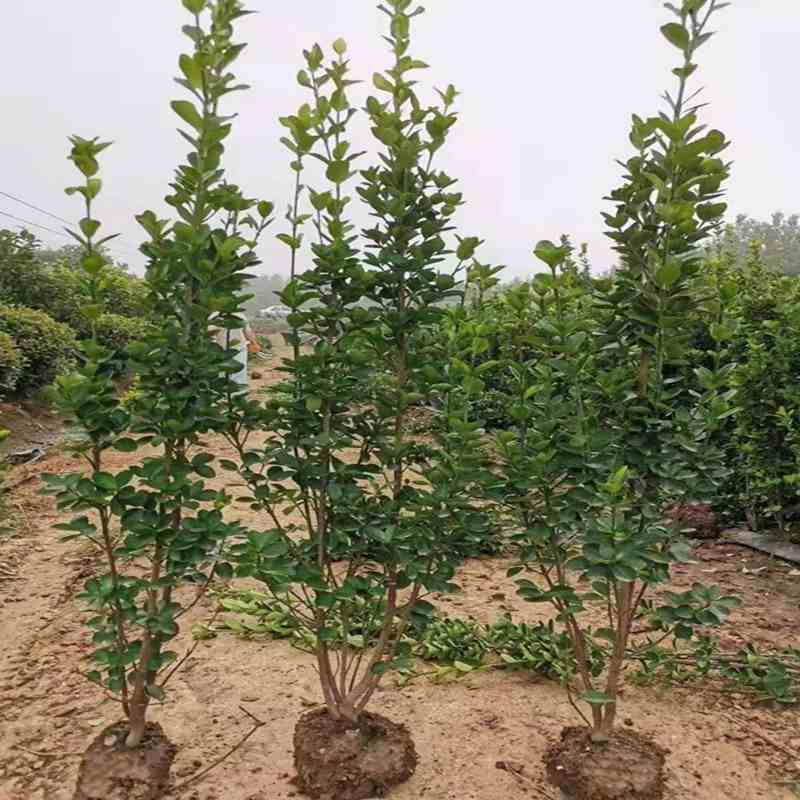 丛生北海道黄杨冬青四季常青耐寒绿篱笆围墙植物黄杨庭院绿化苗木