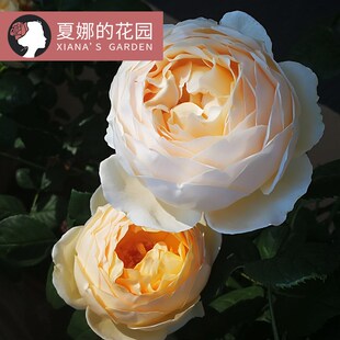 无名的裘德/朱迪月季花苗灌木大花浓香杏色朦胧多季开花植物花卉