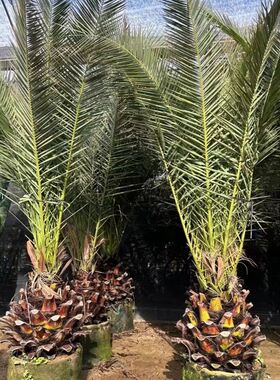 加拿利海枣树庭院户外大型绿植耐寒苗木棕榈海藻四季常青绿化风景