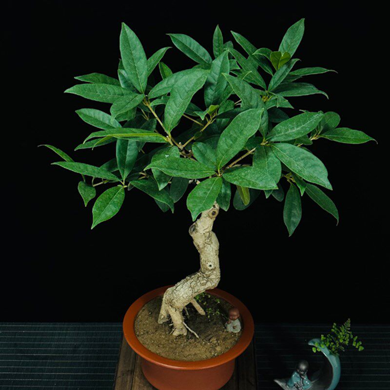 极速精品日香桂花盆景盆栽树苗一物一拍室内办公桌四季桂流苏嫁接