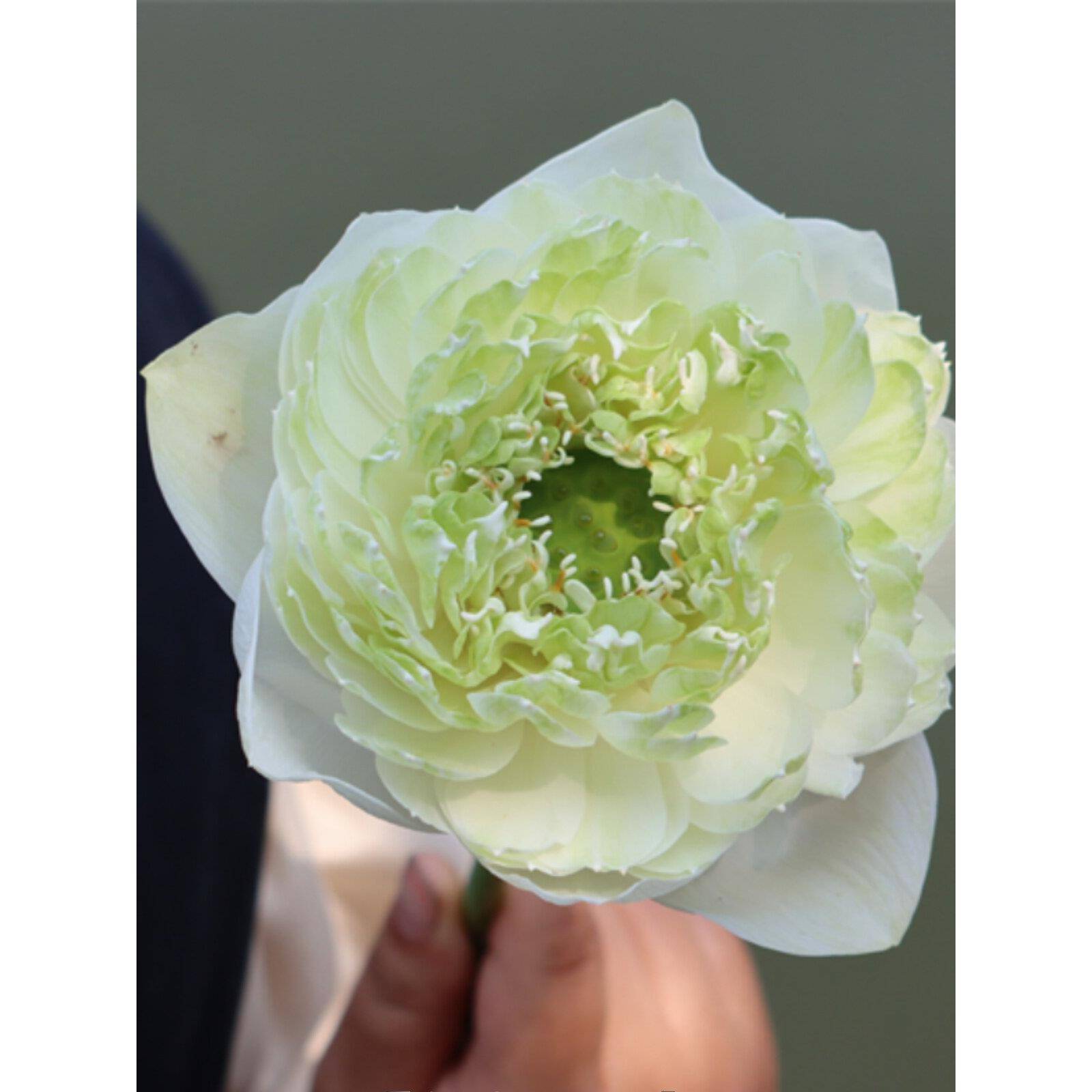 【至高无上】-大型盆栽观赏荷花庭院水生花卉 碗莲种藕莲痴瓦力