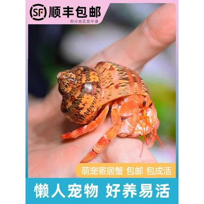 萌宠陆生寄居蟹活体～好养易活桌面萌宠淡水观赏蟹螃蟹儿童礼物