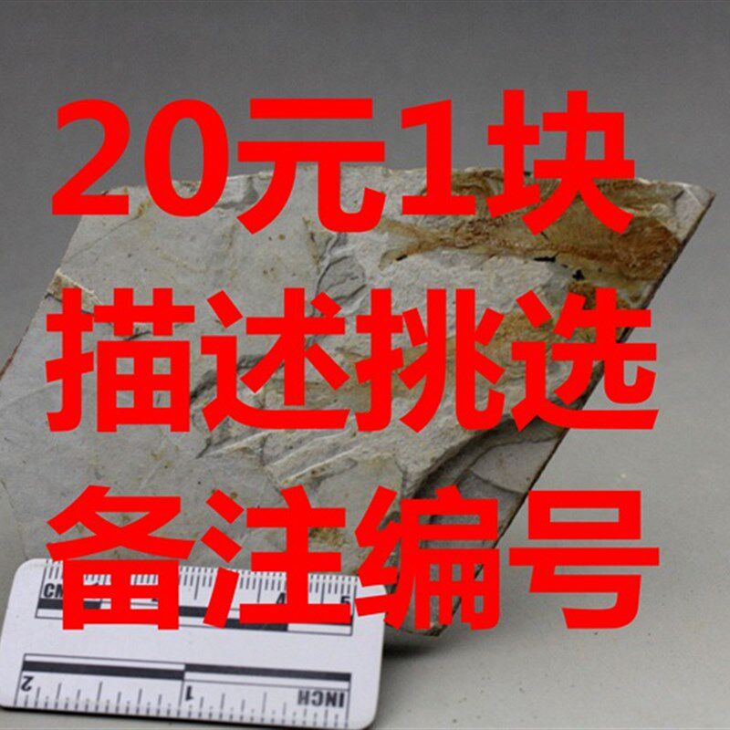 天然鱼化石标本古生物狼鳍鱼真化石动物植物昆虫科普研学热河生物