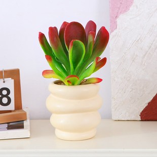 火狐狸多肉盆栽阳台窗台耐旱盆景办公室桌摆易养植物老桩大叶多肉