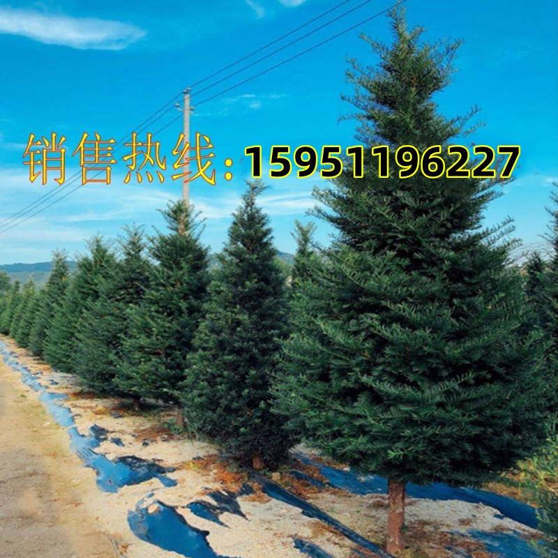 带果曼栽地别景亚搭红树豆盆庭苗室36286树盆栽地院墅内客厅公母