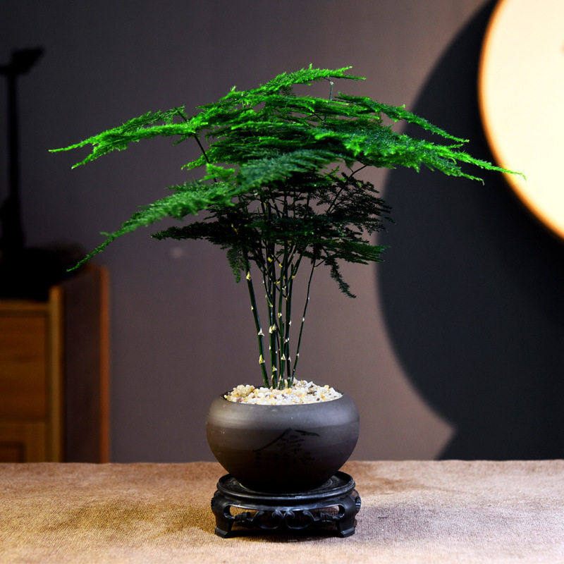 意境-文雅之竹盆景新中式室内好养盆栽桌面摆件自然浪漫七夕礼,鲜花速递/花卉仿真/绿植园艺,绿植,淘宝优惠券,粉丝福利购,淘宝优惠卷