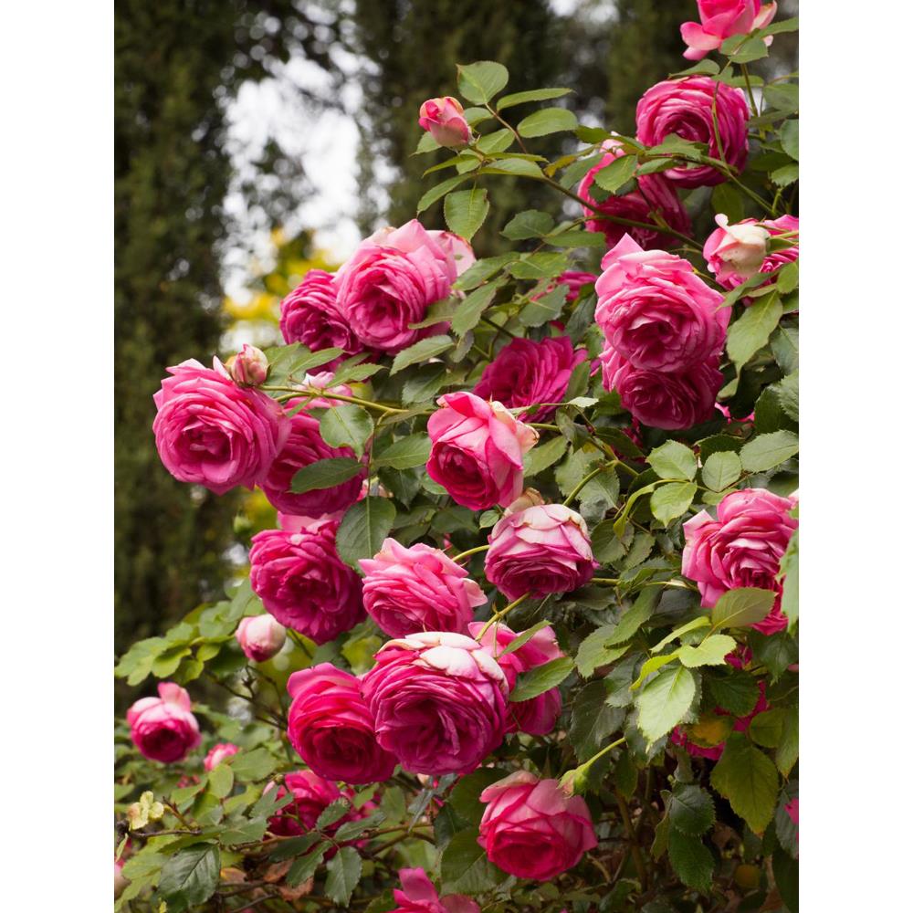 蔷薇花种爬藤四季藤本月季特大花庭院爬墙开花植物阳台卉盆栽玫瑰