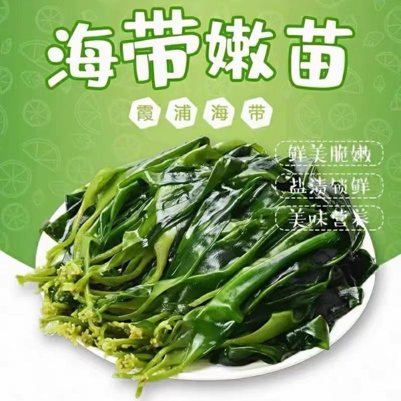 低脂高钙海带嫩苗新鲜盐渍凉拌火锅嫩芽霞浦凉拌菜盐渍嫩苗纯天然