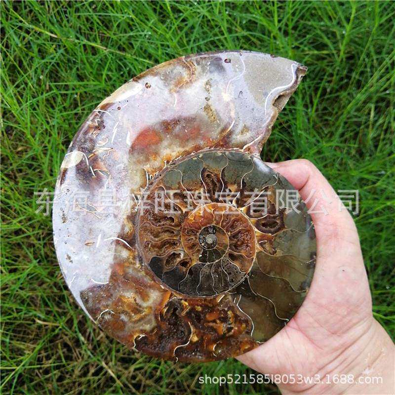 天然大个对开斑彩螺化石原石摆件饰品奇石海螺切片螺古生物化石