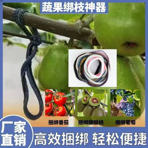精选藤枝绑枝套西红柿葡萄吊穗