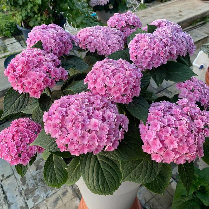 绣球花盆栽 带花八仙花无尽夏 室内阳台庭院花苗花卉绿植观花植物