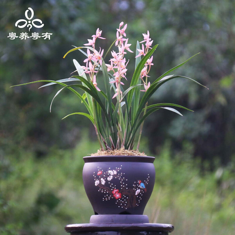 建兰桃娇红色浓香宽叶四季翁源室内盆栽植物品种大全兰花系列高级