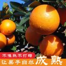 橙熹熹正宗江西赣南脐橙产地直发新鲜时令当季 橙子果园现摘现发