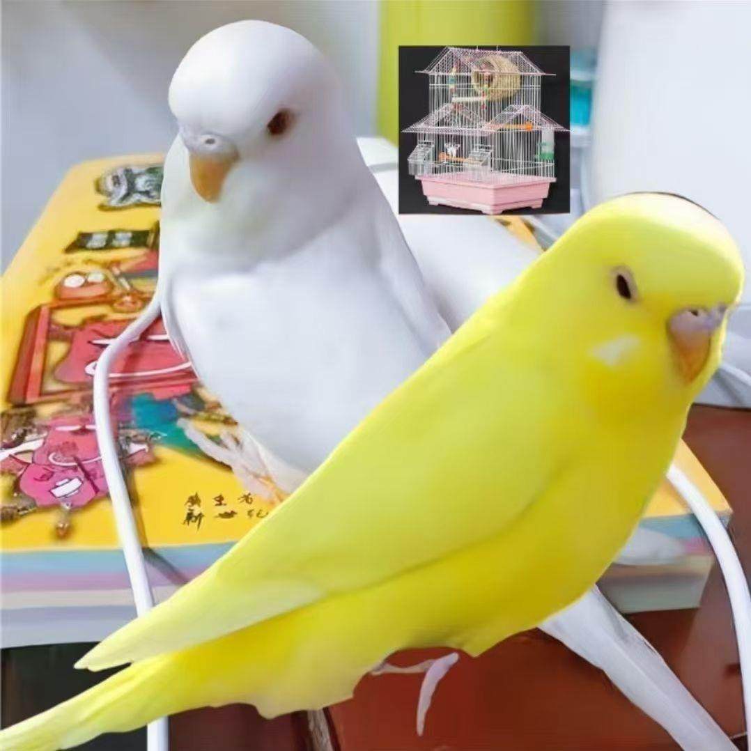 虎皮鹦鹉活宠物鸟玄凤鹦鹉活体鸟牡丹鹦鹉会说话的鹦鹉纯手养鹦鹉,宠物/宠物食品及用品,玩具/造景装饰,淘宝优惠券,粉丝福利购,淘宝优惠卷