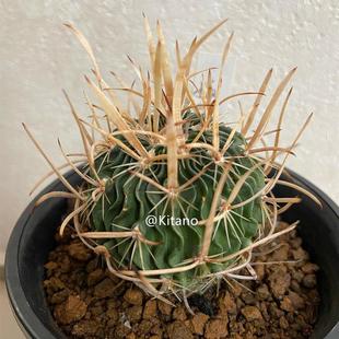 振武玉实生多棱玉属强刺狂粗球仙人球多肉植物盆栽开花防辐射盆栽