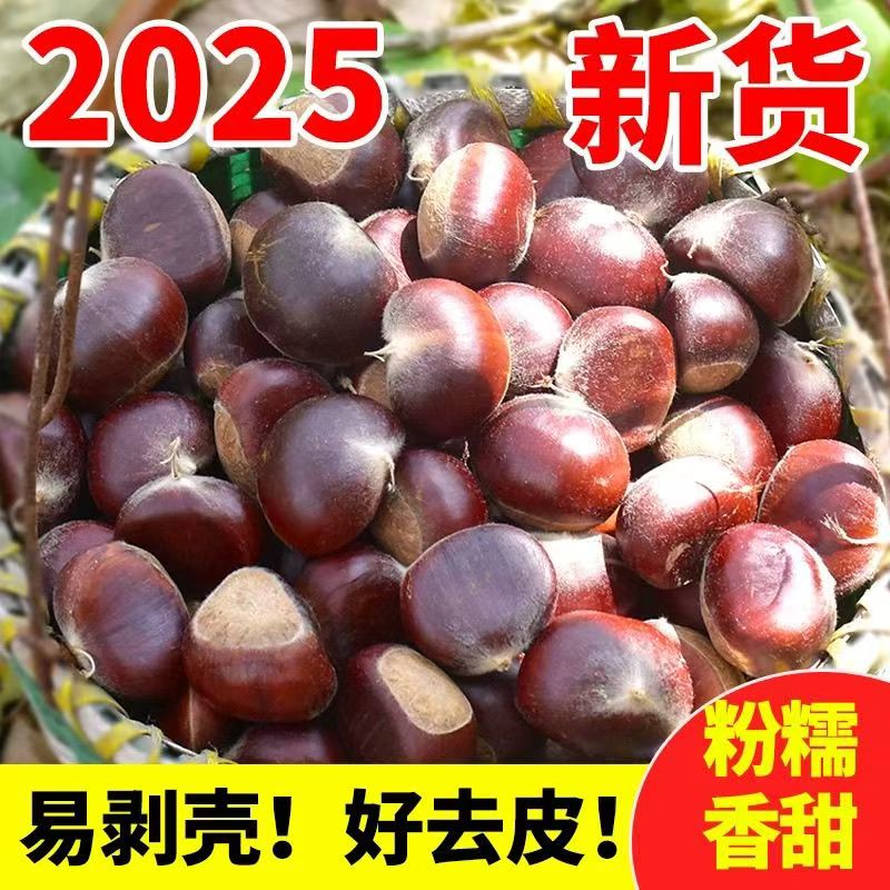 2025贵州老树野生板栗 当季农家现摘甜糯大果新鲜板栗仁现摘现发