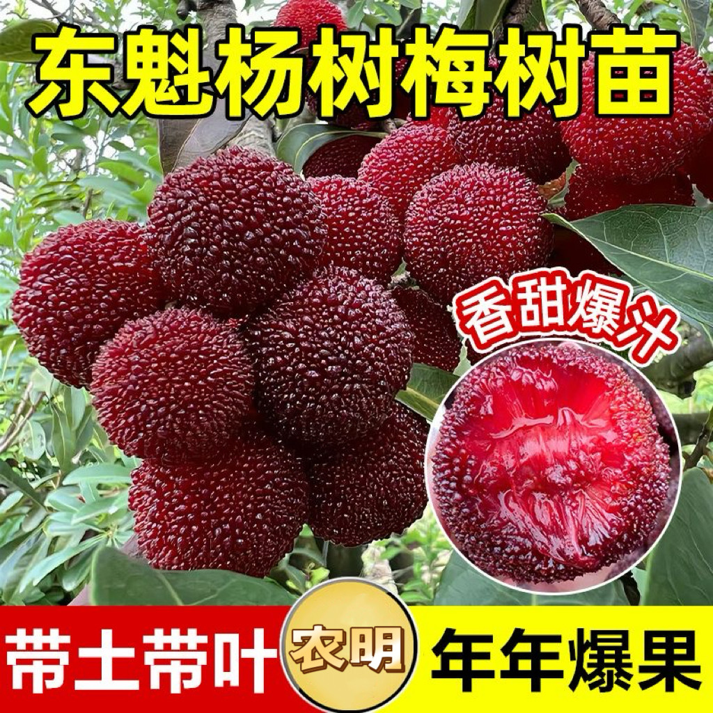 东魁杨梅树苗嫁接苗盆栽地栽庭院阳台南北方种植带土叶盆好养易活
