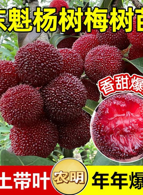 东魁杨梅树苗嫁接苗盆栽地栽庭院阳台南北方种植带土叶盆好养易活