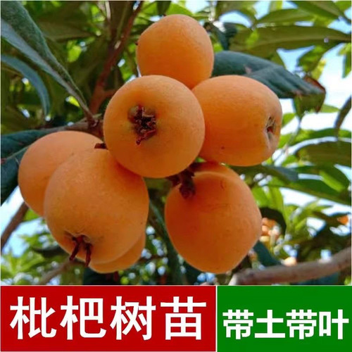 云南枇杷苗嫁接枇杷果树苗大五星南北方种植盆栽庭院阳台四季种植