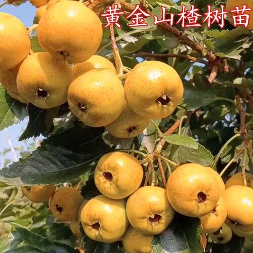 云南黄金山楂树苗嫁接黄山楂苗耐寒南方北方种植盆栽地栽庭院结果