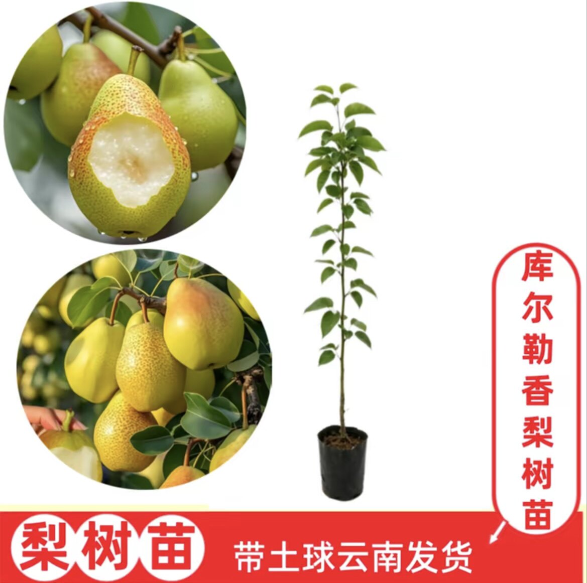 【库尔勒香梨】云南嫁接梨树苗  盆栽地栽果树苗  带土球发货