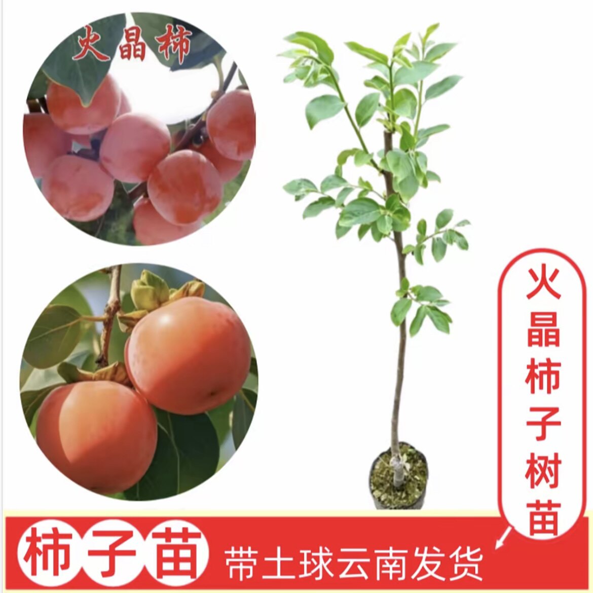 【火晶柿子】云南嫁接柿子树苗 盆栽地栽南北方果树苗 带土球发货