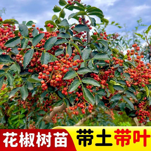 青花椒新鲜花椒树苗基地直发九叶青花椒盆栽地栽大红袍花椒苗好养