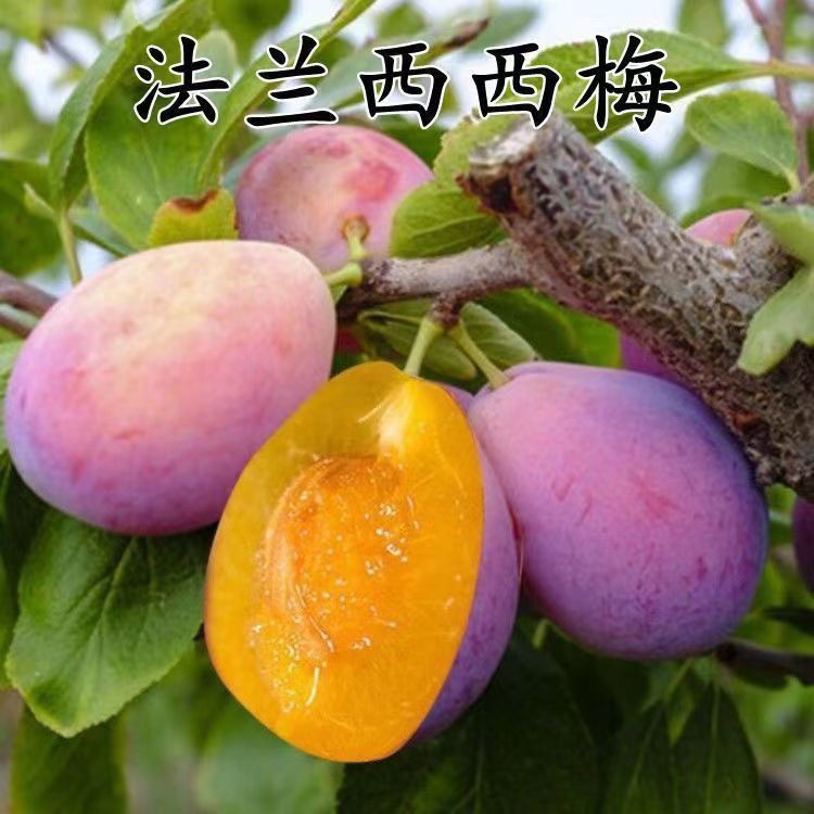 正宗嫁接李子苗西梅女神李子树苗西梅皇后李苗西梅李苗南北方种植