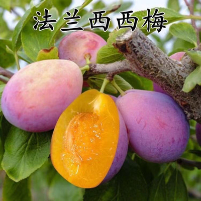 正宗嫁接李子苗西梅女神李子树苗西梅皇后李苗西梅李苗南北方种植