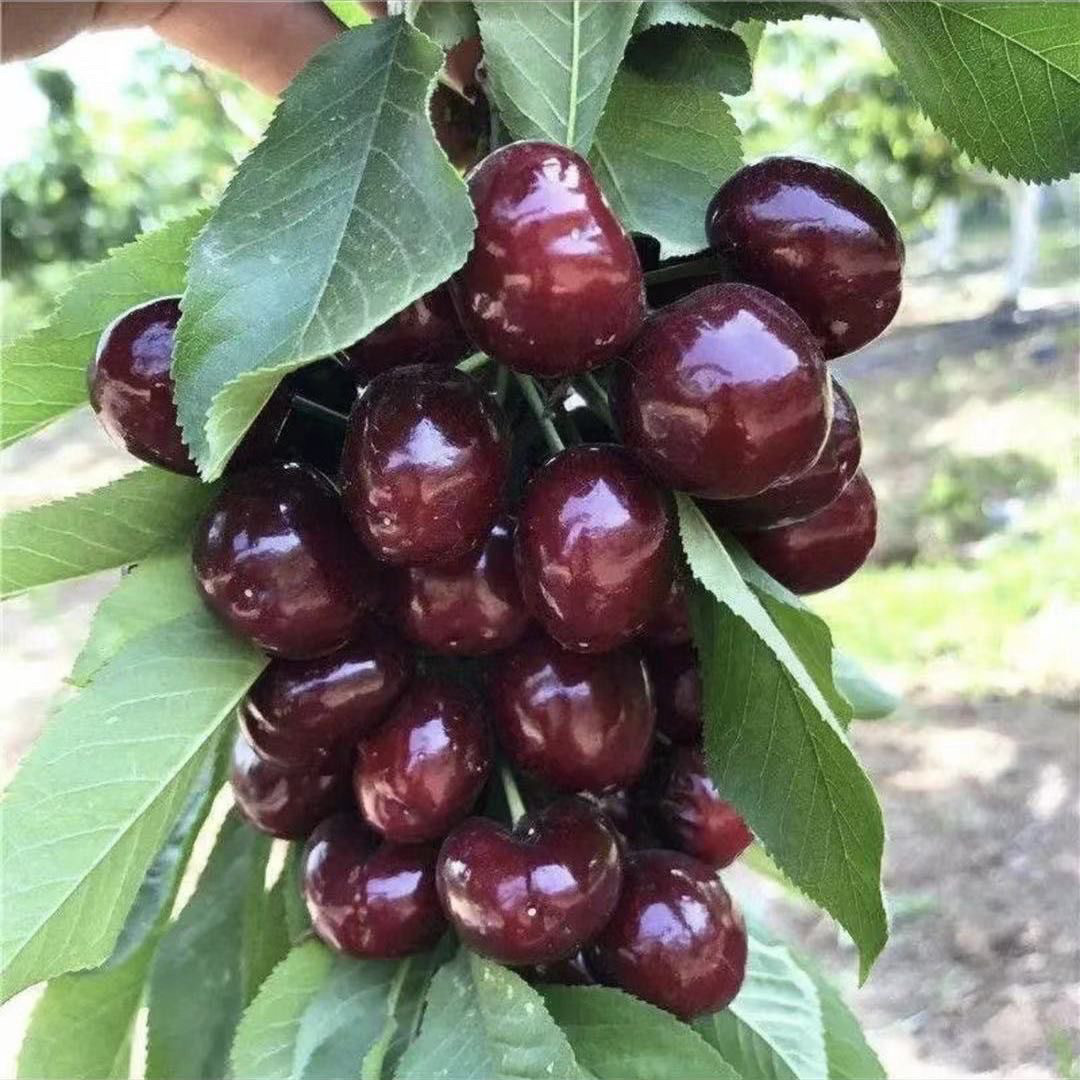 车厘子树苗樱桃树南方北方种植地栽果树果苗矮化大樱桃苗阳台庭院