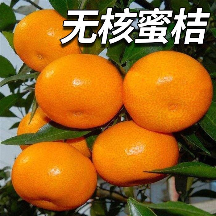 正宗早熟香甜蜜桔苗嫁接无籽桔子树苗盆栽地栽南北方当年结果蜜橘