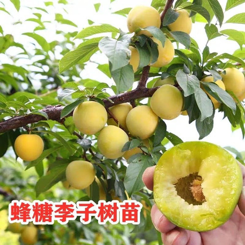 正宗嫁接蜂糖李子树苗特大早熟南北方种植盆栽地栽果树苗