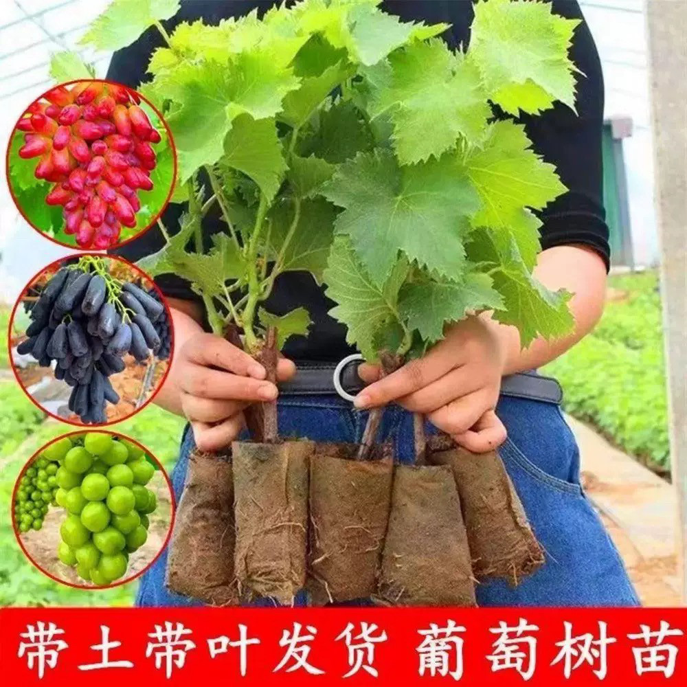 葡萄树苖北方耐寒南方种植盆栽带土带叶嫁接不搭架庭院地栽易活好