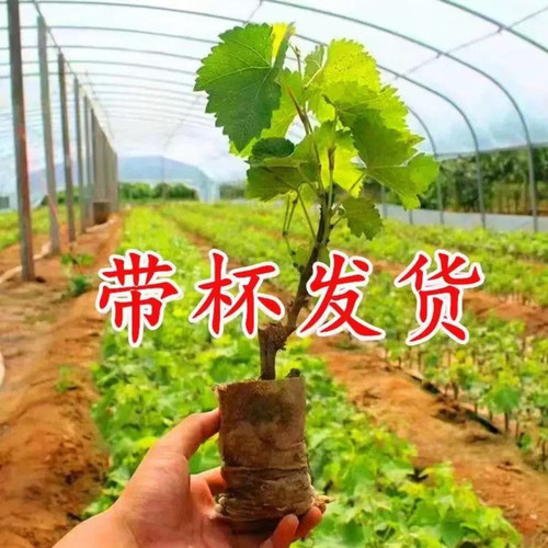 云南葡萄树苗巨峰夏黑蓝宝石阳光玫瑰红提南北方种植果苗阳台庭院