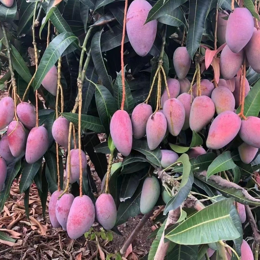 大苗芒果苗红贵妃芒果苗嫁接小核品种带土南北方庭院盆栽当年结果