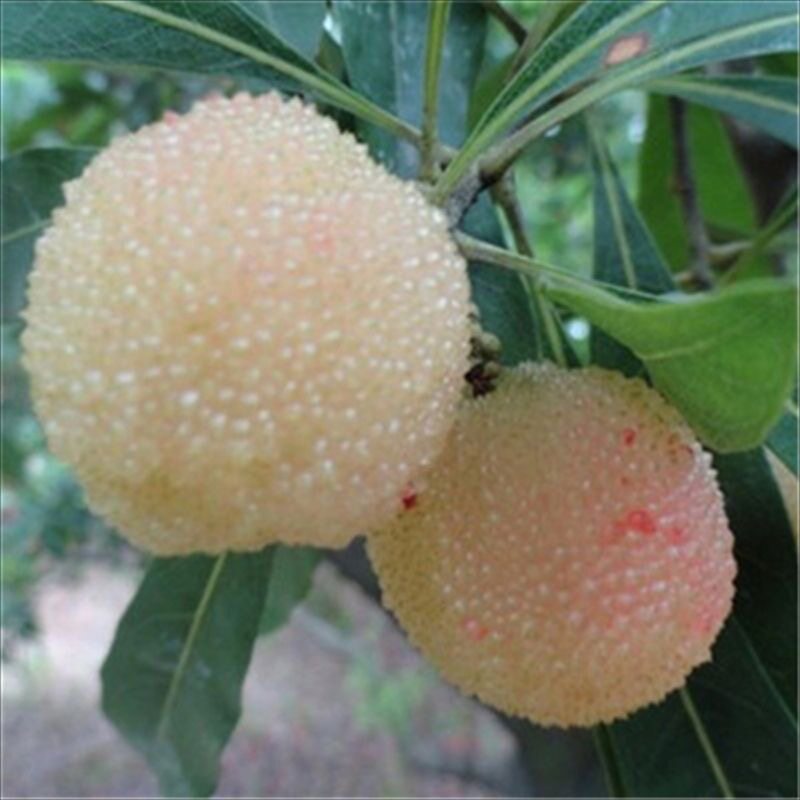 云南白色水晶杨梅苗庭院地栽果树阳台盆栽嫁接白杨梅带土当年结果