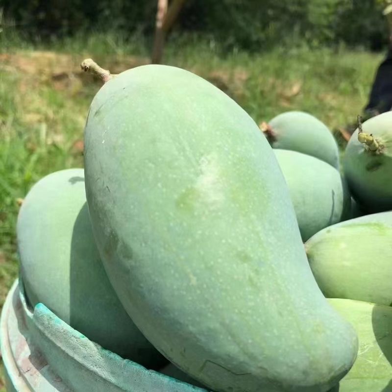 云南大青芒果苗金煌芒果树苗嫁接苗四季矮化带土带叶盆栽南方种植