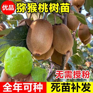 猕猴桃树果苗公母同株嫁接红心软枣徐香弥猴桃苗南方北方弥猴树苗