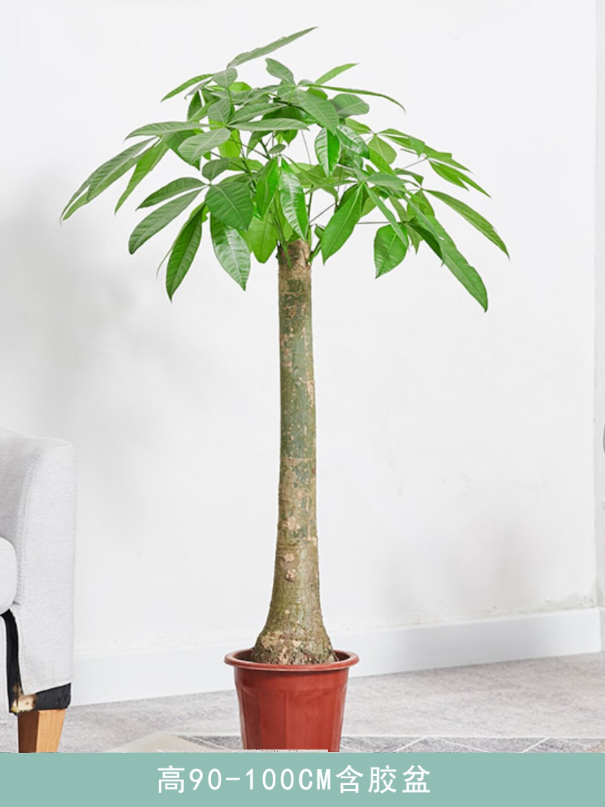 新客减厂发财树大盆栽 单杆大树桩办公室家居招财植物乔迁送礼满2