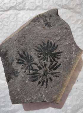 古生物化石植物客厅摆件二叠纪轮叶科普教学收藏标本天然原石奇石