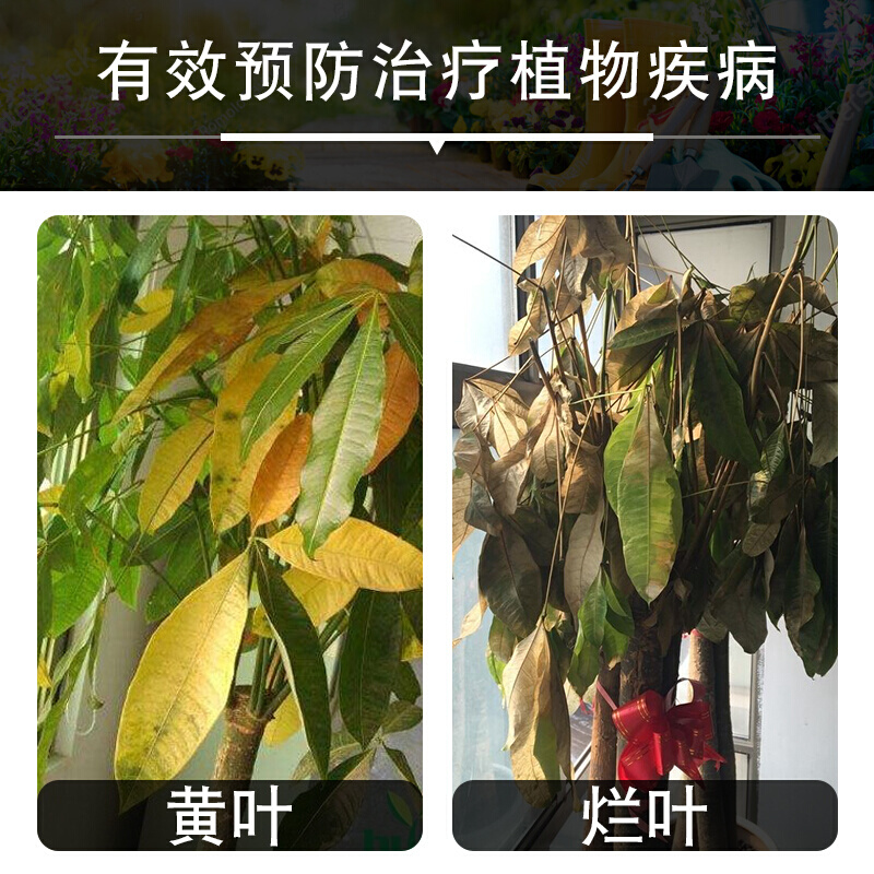 发财树肥料室内专用肥营养液龙血树铁树平安幸福通用植物花草盆栽