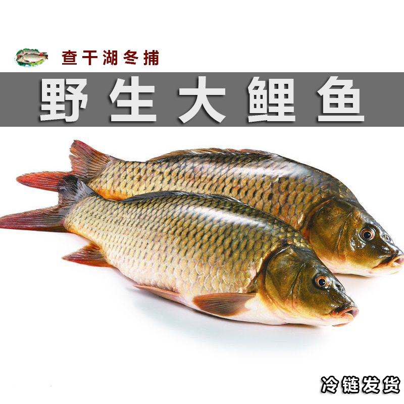 东北特产鱼大鱼查干湖冬捕鲤鱼胖头鱼鲢鱼草鱼新鲜淡水鱼10斤整条