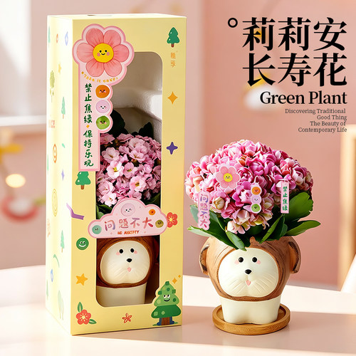 长寿花彩色花卉小盆栽生日礼物